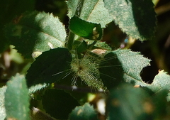 Malva setigera