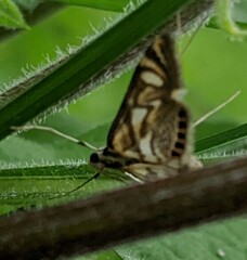Neocataclysta magnificalis