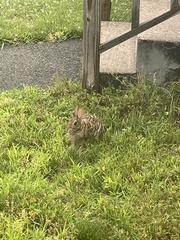 Sylvilagus floridanus