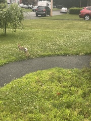 Sylvilagus floridanus