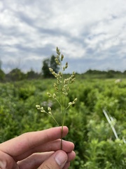 Festuca paradoxa