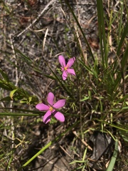 Sabatia campanulata