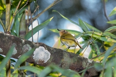 Poecilotriccus plumbeiceps