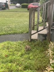 Sylvilagus floridanus
