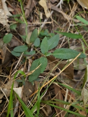 Brunoniella