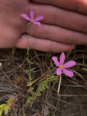 Sabatia campanulata