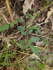 Brunoniella