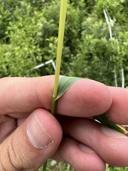 Festuca paradoxa