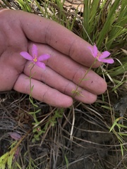 Sabatia campanulata