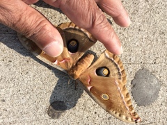 Antheraea polyphemus
