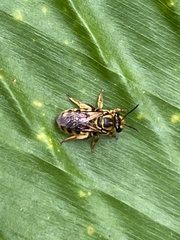 Mellitidia tomentifera