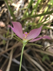 Sabatia campanulata