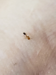 Solenopsis xyloni