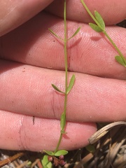 Sabatia campanulata