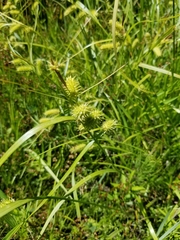 Carex lurida