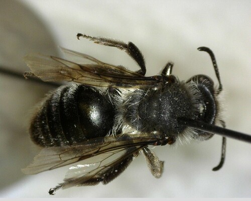 iNaturalist observation photo of Mining Bees