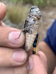 Pardalophora phoenicoptera