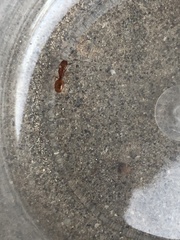 Pheidole furtiva