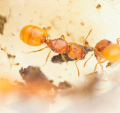 Pheidole furtiva