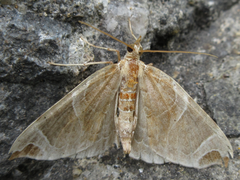 Eulithis ledereri