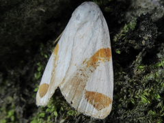 Sphragifera biplagiata