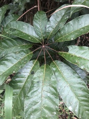 Didymopanax