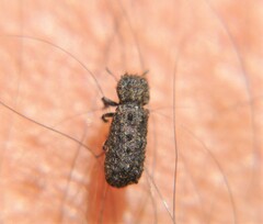 Lichenophanes tuberosus