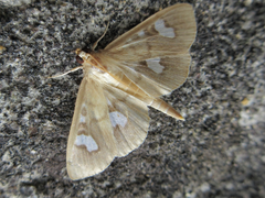 Nosophora semitritalis