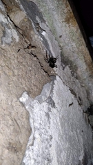 Steatoda paykulliana