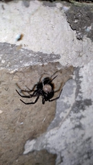 Steatoda paykulliana