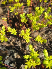 Sedella pumila