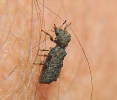 Lichenophanes tuberosus