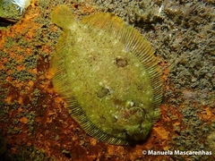 Zeugopterus punctatus