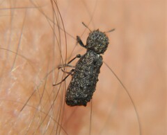 Lichenophanes tuberosus