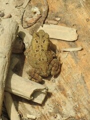 Anaxyrus americanus