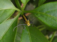 Saperda puncticollis