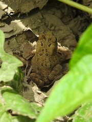 Anaxyrus americanus