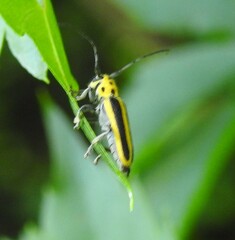 Saperda puncticollis