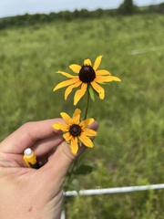 Rudbeckia hirta pulcherrima