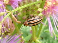 Disonycha punctigera