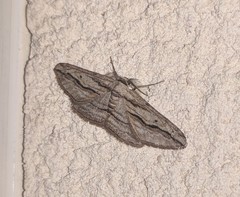 Ecleora solieraria