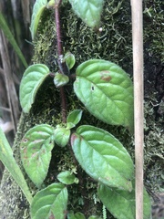 Gesnerieae