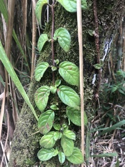 Gesnerieae