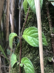 Gesnerieae