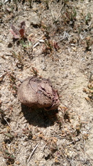 Calvatia cyathiformis