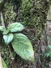 Gesnerieae