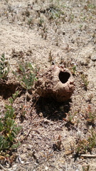 Calvatia cyathiformis