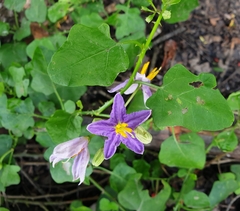 Solanum trilobatum
