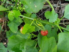 Solanum trilobatum