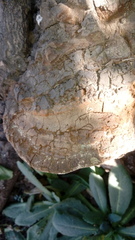Hymenochaetaceae